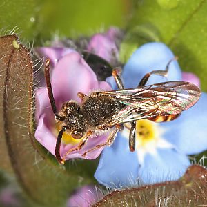 Nomada fabriciana, M an Vergißmeinnicht (2) Nomada fabriciana, M