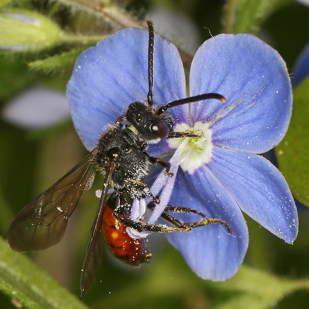Nomada fabriciana, W Nomada fabriciana, W