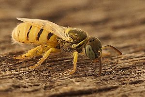 Nomioides facilis, W