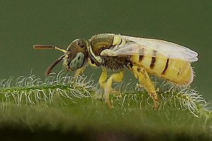 Nomioides facilis, W