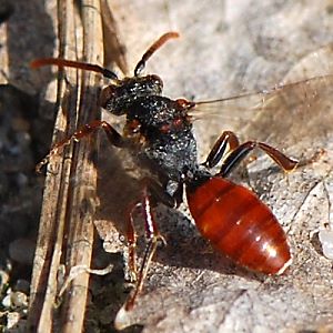 Wespenbiene: Nomada ferruginata, W
