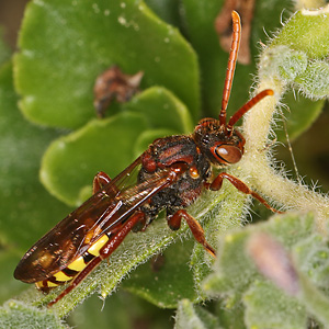 Nomada flava, W