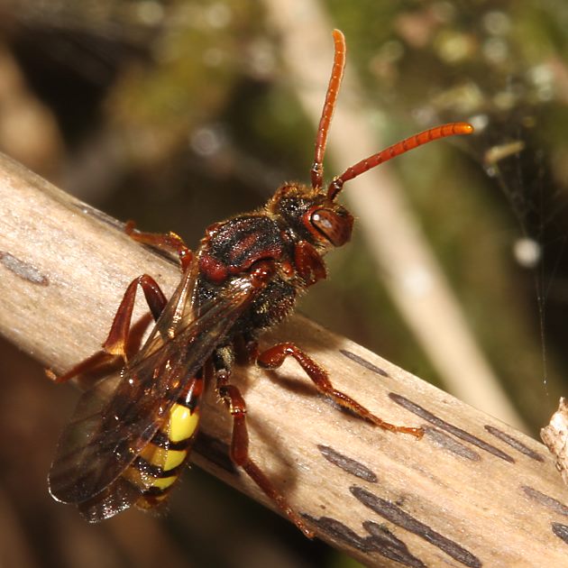 Nomada flava, W