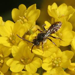 Nomada flavoguttata, W - Solingen, 30.04.2005 Nomada flavoguttata, W