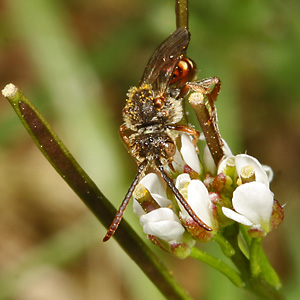 Wespenbiene: Nomada flavoguttata, M Nomada flavoguttata, M
