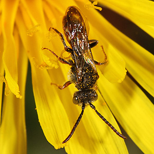 Wespenbiene: Nomada flavoguttata, M Nomada flavoguttata, M