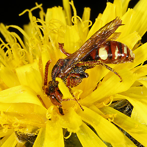 Nomada flavoguttata, W Nomada flavoguttata, W