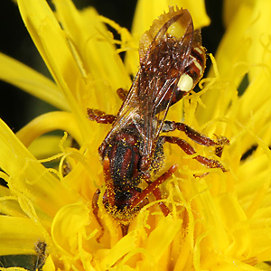 Nomada flavoguttata, W Nomada flavoguttata, W