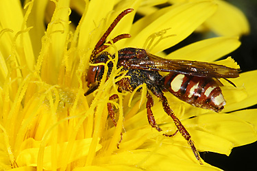Nomada flavoguttata, W Nomada flavoguttata, W
