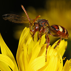Nomada flavoguttata, W Nomada flavoguttata, W