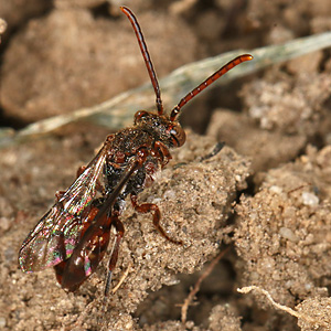 Nomada flavoguttata, W Nomada flavoguttata, W