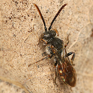 Nomada flavoguttata, M Nomada flavoguttata, M