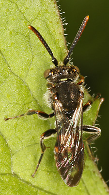 Nomada flavoguttata, M Nomada flavoguttata, M