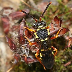Nomada flavopicta, W - Dillenburg, 24.07.2016 Nomada flavopicta, W