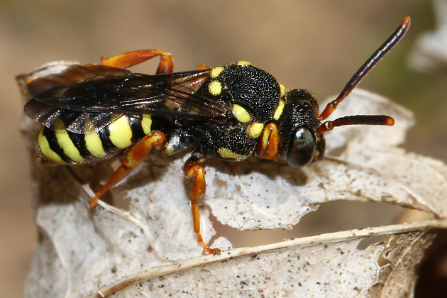 Wespenbiene Nomada flavopicta, W Nomada flavopicta, W