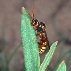 Wespenbiene: Nomada fucata, W Wespenbiene: Nomada fucata, W
