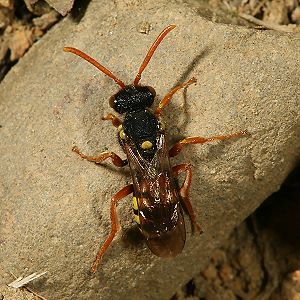 Wespenbiene: Nomada fucata
