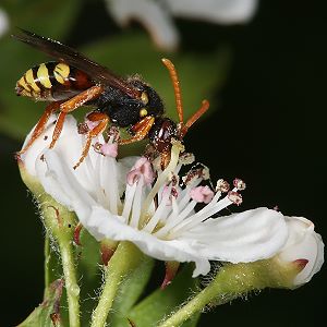 Wespenbiene: Nomada fucata, W