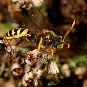 Nomada fucata, M