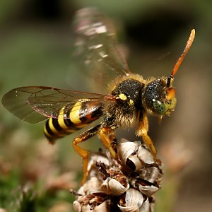 Nomada fucata, M