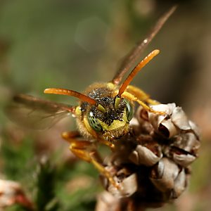 Nomada fucata, M