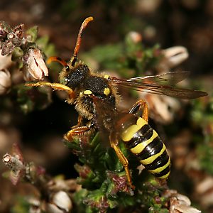 Nomada fucata, M