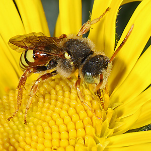 Nomada fucata, M