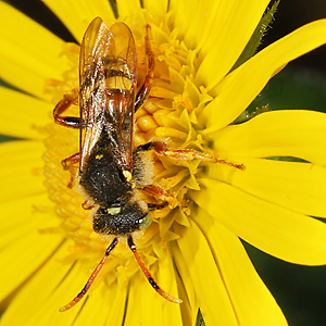 Nomada fucata, M