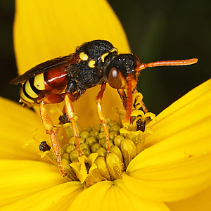 Nomada fucata, W