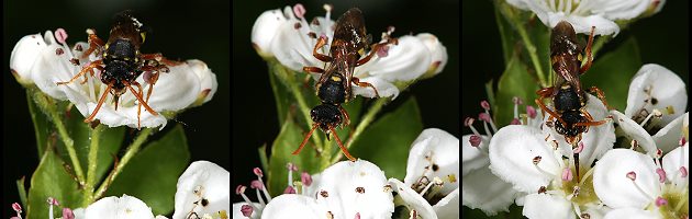 Wespenbiene: Nomada fucata, W