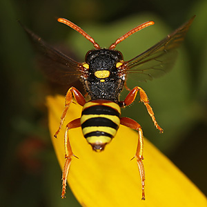 Nomada fucata, W