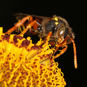 Nomada fucata, W