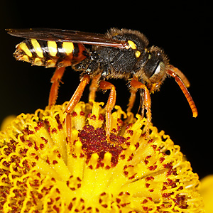 Nomada fucata, W