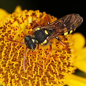 Nomada fucata, W