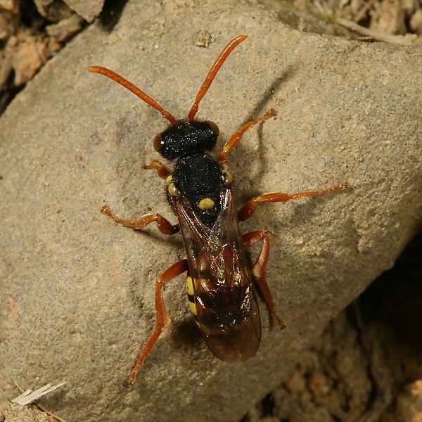 Nomada fucata, W