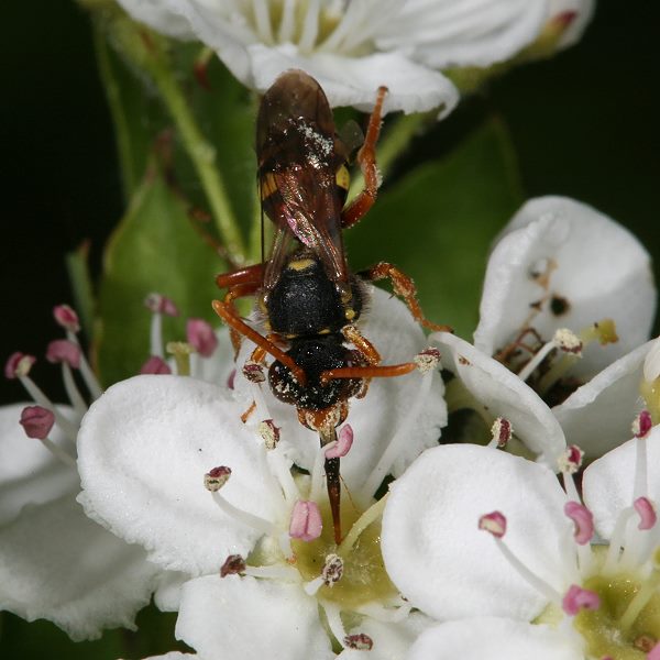 Nomada fucata, W