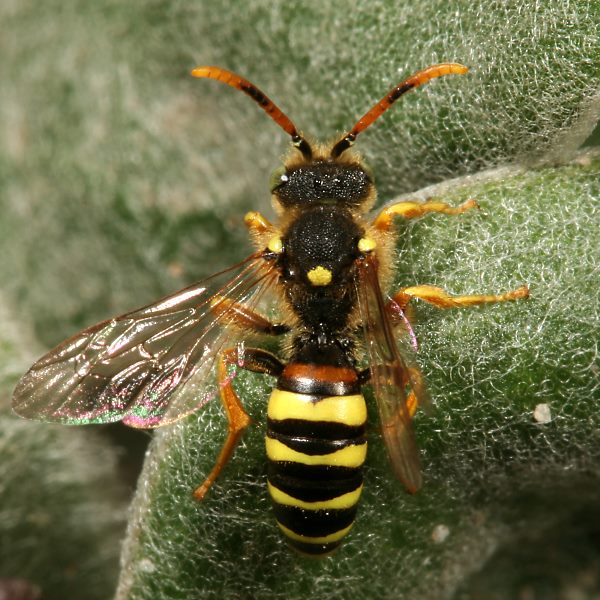 Nomada fucata, M