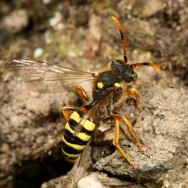 Nomada fucata, M