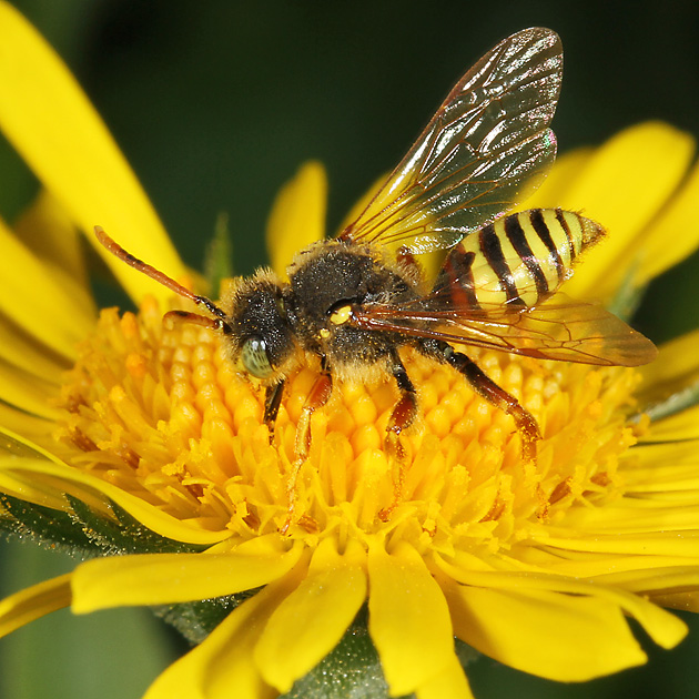 Nomada fucata, M