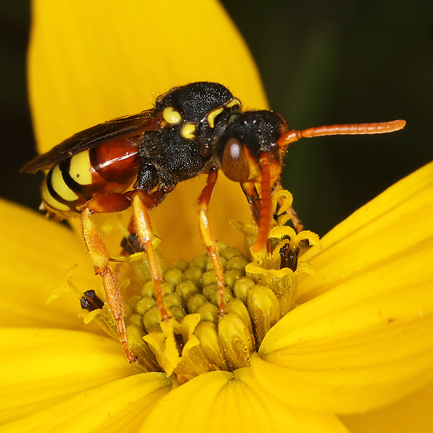 Nomada fucata, W