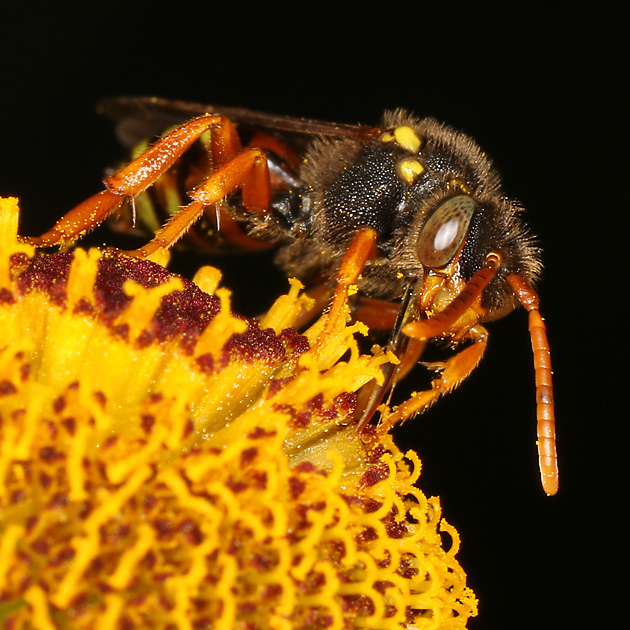 Nomada fucata, W