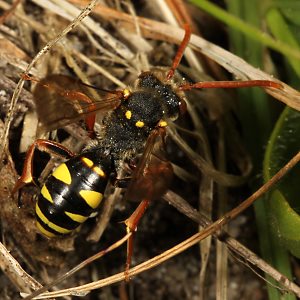 Wespenbiene: Nomada fulvicornis, W