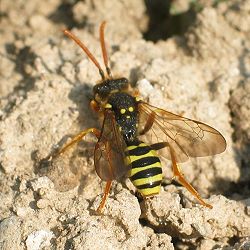 Wespenbiene: Nomada goodeniana, W Wespenbiene: Nomada goodeniana, W