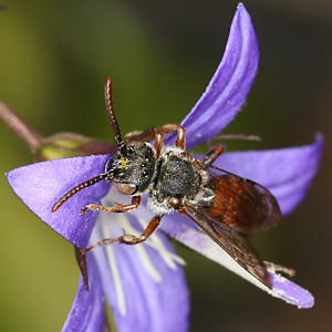Nomada integra, M