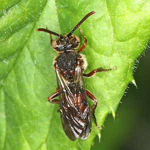 Nomada integra, W