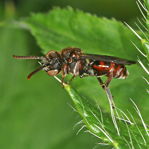 Nomada integra, W