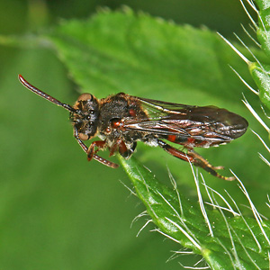 Nomada integra, W
