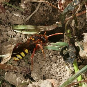 Wespenbiene: Nomada lathburiana, W