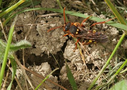 Nomada lathburiana, W, an Erdbienen-Nestern