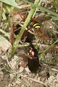 Nomada lathburiana, W